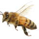 apiceuticals flying bee